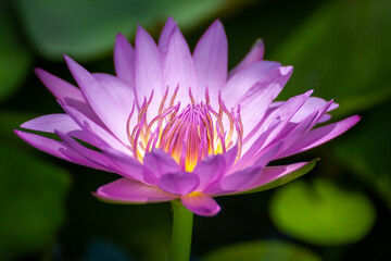close up pink water lily or pink lotus flower in bloom