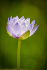 Obraz premium close up white purple water lily or white purple lotus flower in bloom