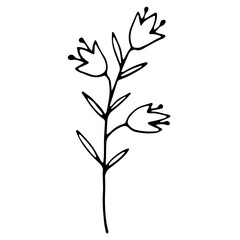 hand drawn natural element