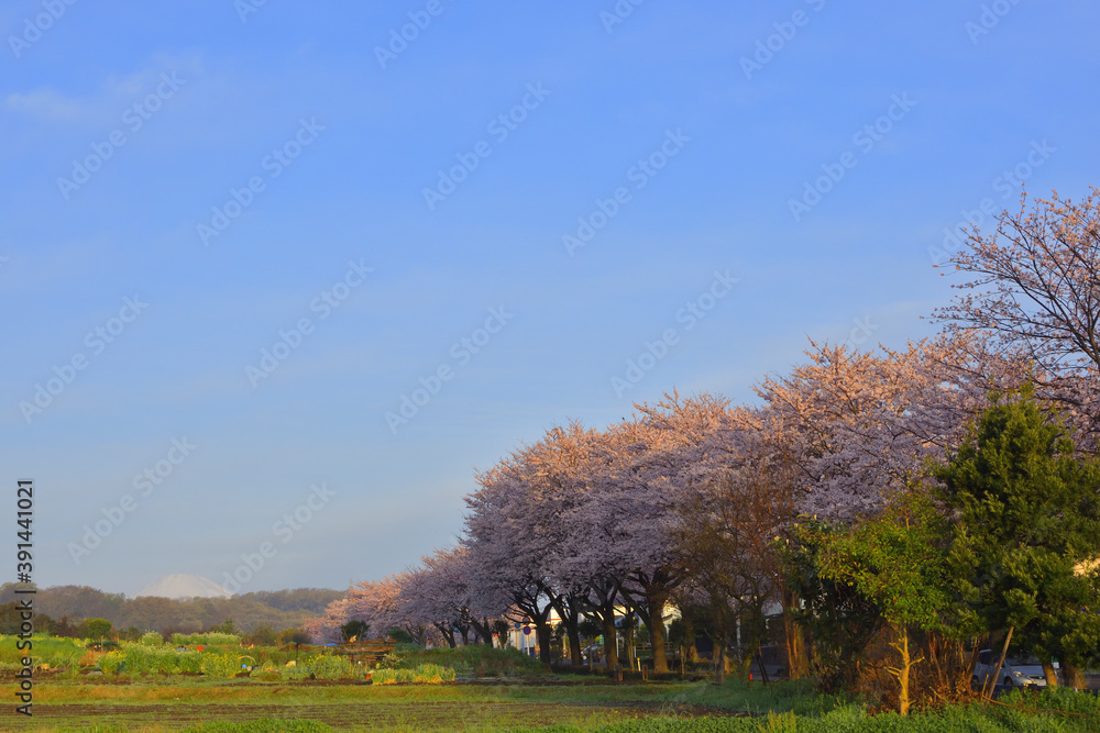 Canvas Prints はだの桜みちから見えた先端だけの富士山