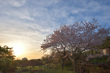 はだの桜みち