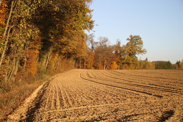Naklejka premium Soleil couchant sur la forêt. 