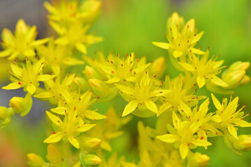 ベンケイソウのクローズアップ