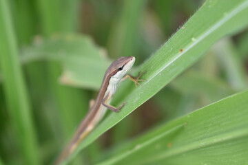 brown lizard hiding in the reeds in my village