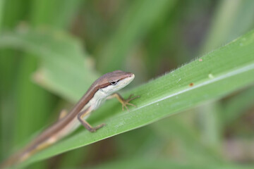 brown lizard hiding in the reeds in my village