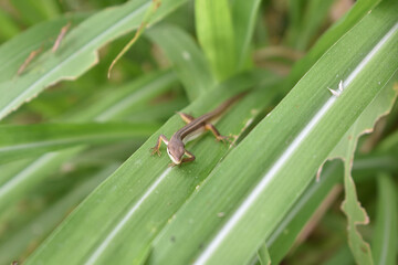 brown lizard hiding in the reeds in my village