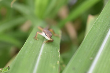brown lizard hiding in the reeds in my village
