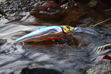 wobbler is lying on a rapid