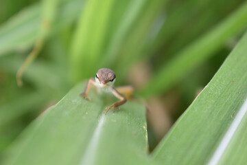 brown lizard hiding in the reeds in my village