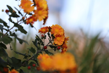 秋の公園に咲くオレンジの小菊の花