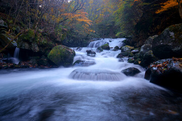 秋の紅葉した森の中の滝の風景　-日本、蓼科大滝