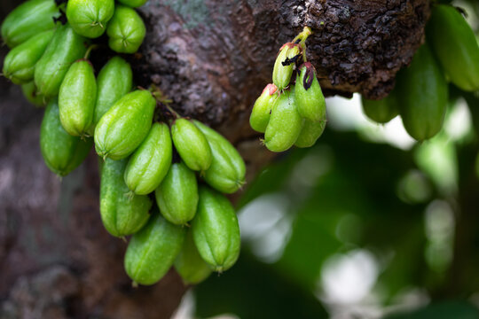 Averrhoa bilimbi fruit trees in the garden