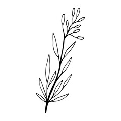 Cute single hand drawn herbal element