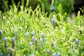 猫じゃらし（エノコログサ）の語源は犬っころ草が由来です