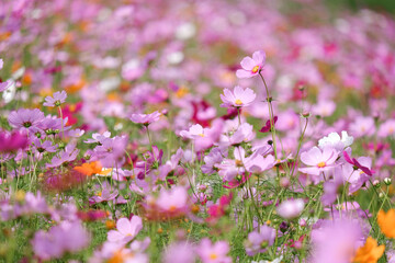 Cosmos flowers in the field background, opening spring summer