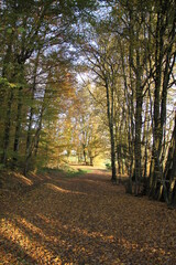 Soleil couchant sur la forêt