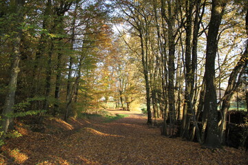 Soleil couchant sur la forêt
