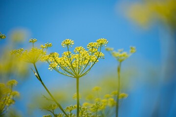 消化促進の薬用にも食用にも役に立つウイキョウの花