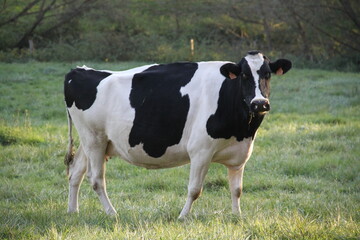 Vaches noires et blanches et tonne à eau