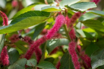  英名でシュニール・プラントと言い、シュニールとは光沢があり毛足の長いシュニール糸のことです。「ベニヒモノキ」