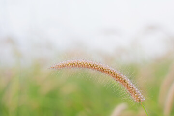 close up Grass flower white with foggy morning mist
