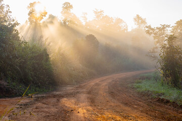 Fototapeta na wymiar Forest trail golden sunrise rays with foggy morning mist