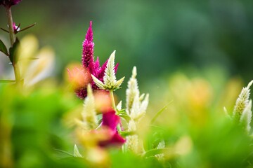 とてもカラフルで人の目を引くケイトウの花