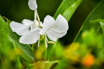 ジンジャーリリーは英名、チョウが舞うように美しいハナシュクシャ