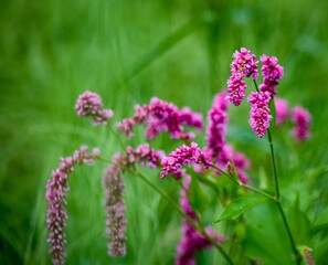 Obraz premium オオベニタデ（大紅蓼）、ベニバナオオケタデ（紅花大毛蓼）ともよばれているオオケタデ