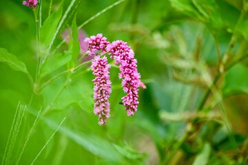 オオベニタデ（大紅蓼）、ベニバナオオケタデ（紅花大毛蓼）ともよばれているオオケタデ