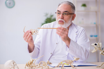 Old male paleontologist examining ancient animals at lab