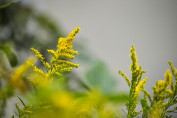 お馴染みの雑草といいたいところですが、じつは毒素を排出する薬草がこのセイタカアワダチソウです