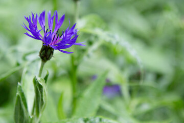Fleur Bleuet Cyanus segetum hill