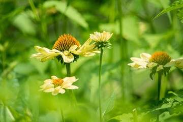 エキナセアはとても丈夫で手入れが簡単なので、最近はたくさんの色の新品種が続々と登場しています