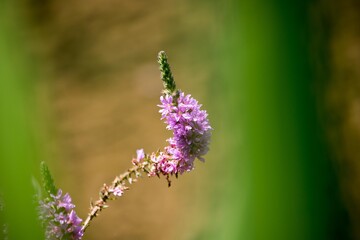 日本全国的に湿原があれば群生するエゾミソハギ