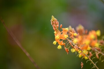 アロエのように多肉質な葉を持ち、オレンジ色の花を咲かせることから「ハナアロエ」の名前が付いたのでないでしょうか？