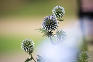 かつて阿蘇周辺にはたくさんあったヒゴタイ、でもいまは絶滅危惧種に・・・