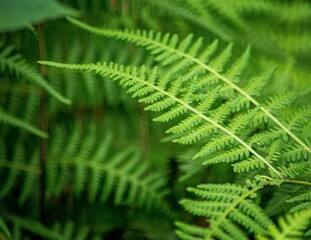 木生シダの仲間の中でもカッコいいタカワラビの葉