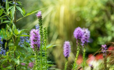 フランスでは野生化しているキリンギクは切り花用としても使われます