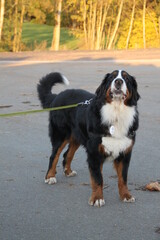 Chien mâle de race bouvier Bernois en laisse