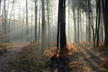 Jesienny las z mgłą i promieniami słonecznymi © Hanna
