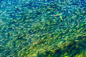 Fototapeta na wymiar Menhaden Pogy Fish Swarm Padanaram Harbor Dartmouth Massachusetts