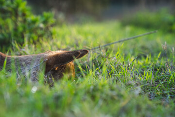 Close up of a dog's ear in grass