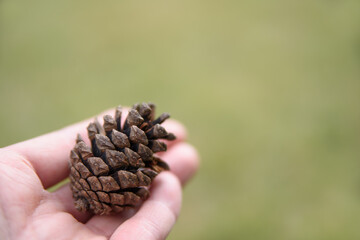 小さい秋見つけた