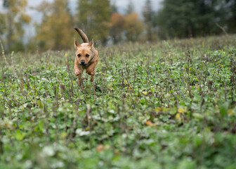 Running dog puppy in autumn.