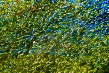 Menhaden Pogy Fish Swarm Padanaram Harbor Dartmouth Massachusetts