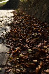 落葉