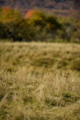 Obraz premium A young man on a sunny autumn day by a lake.