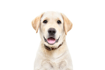 Portrait of a cute Labrador puppy, looking at camera, isolated on white background