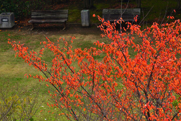 明海児童公園の紅葉